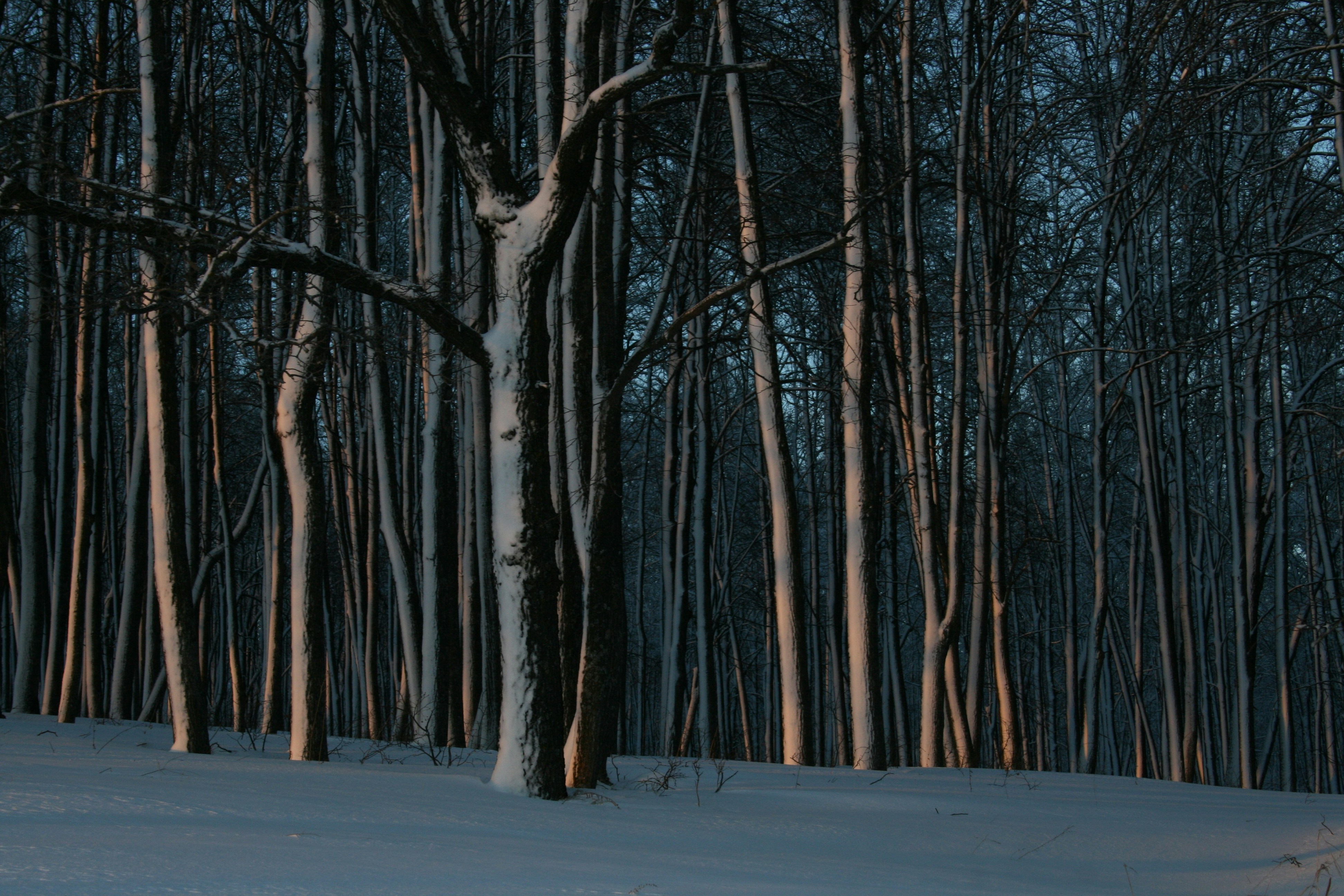 Musings on The weight of snow and regret by Elizabeth Gauffreau