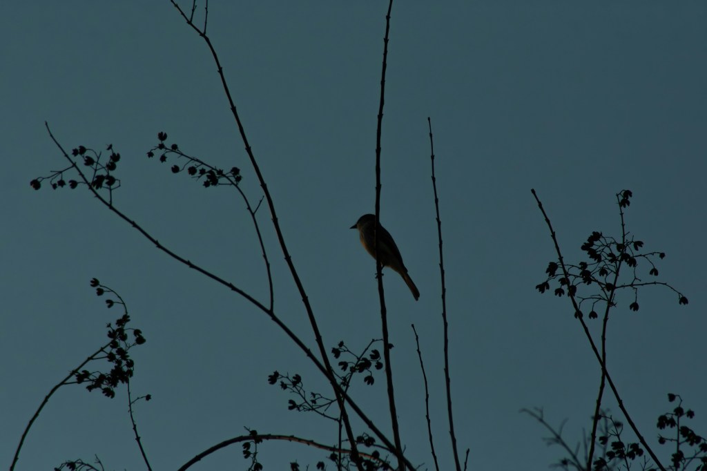 Musings on The nightingale by Kristin&nbsp;Hannah